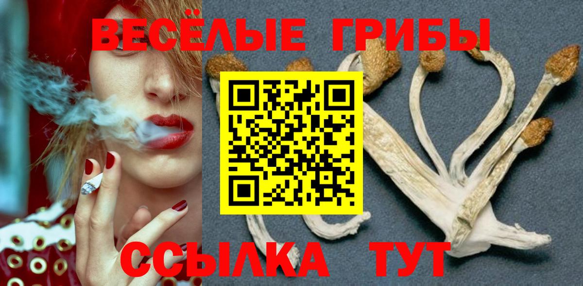 Псилоцибиновые грибы Psilocybe Гулькевичи